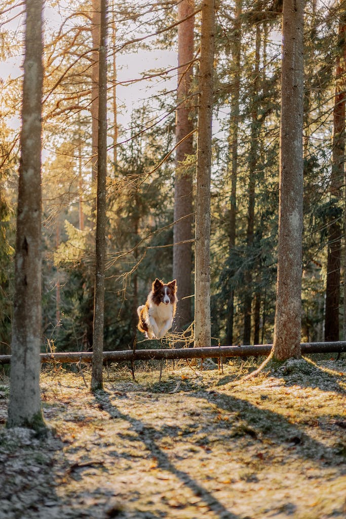 A Border Collie Dog Jumping over a Log in a Forest in Winter