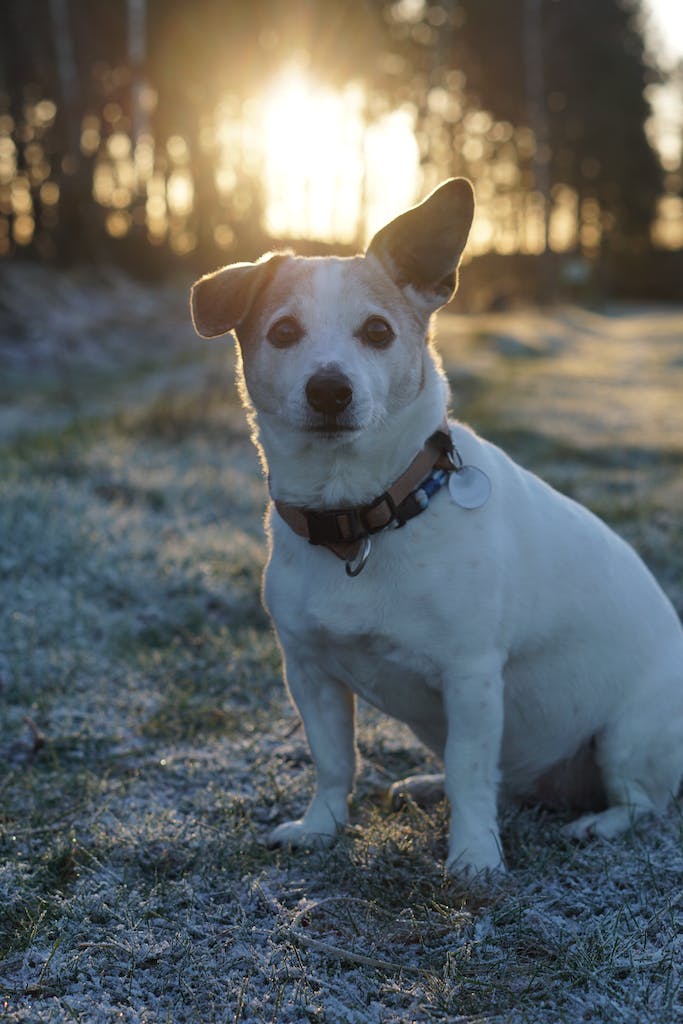 Jack Russell Terrier