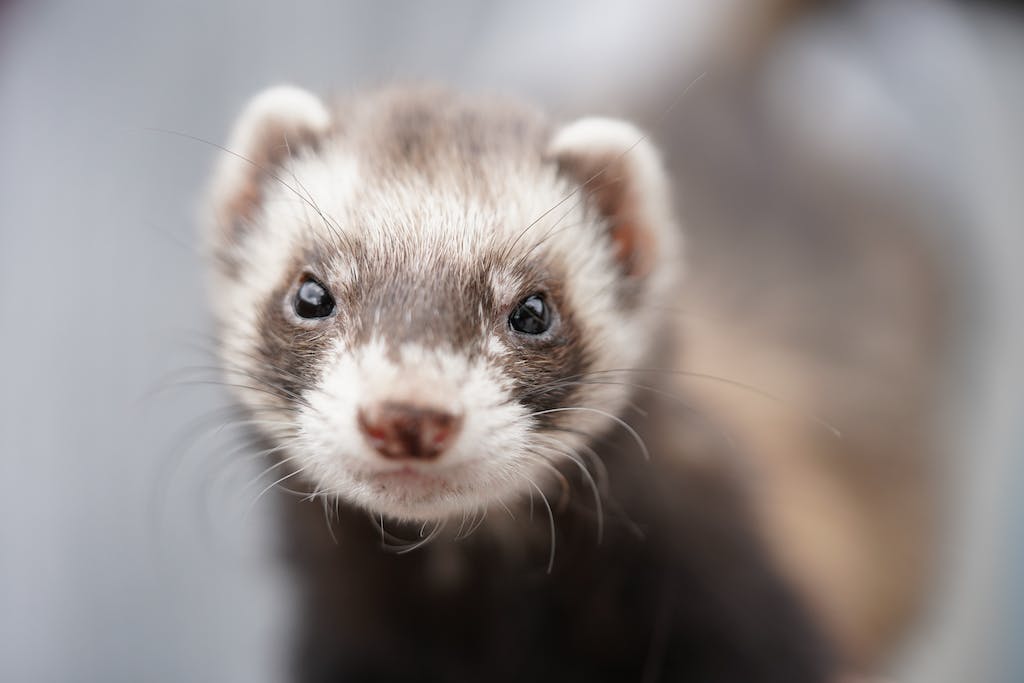 White and Black Ferret