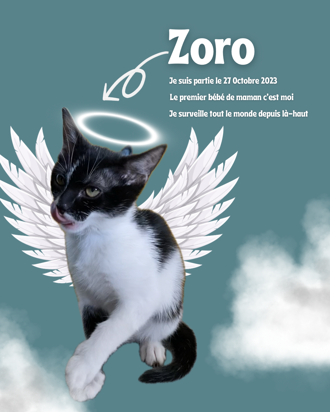 Mon chat Zoro Eki Compagnie